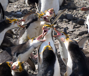 One royal penguin being pecked by 7 others
