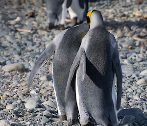 Two king penguins with their flippers around each other