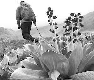 black and white photo of expeditioner walking away from camera