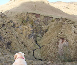 Labrador positioned high on a mountain looking over a valley