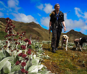 Expeditioner walking along a track with her two dogs