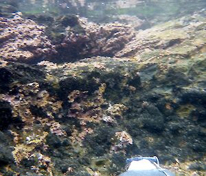 Data logger looks like a rock positioned in a rock pool