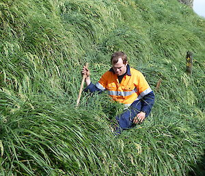 Male expeditioner walking through the tussocks with a rod