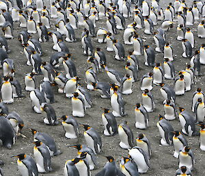 Hundreds of king penguins sitting on their eggs, view from above