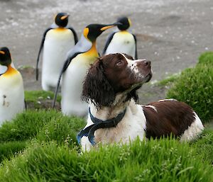 Springer spaniel dog with five king penguins standing behind him
