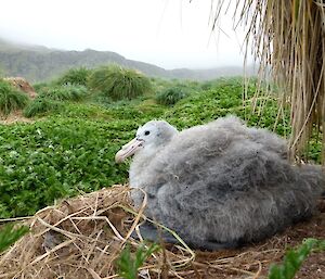 Large norther giant petrel light grey fluffy chick sitting on nesy