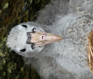 Close up of a large grey fluffy northern giant petrel chick sitting on its nest
