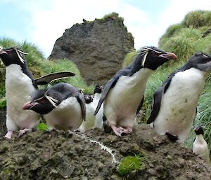 Eight little rockhopper penguins on rocks looking towards the camera