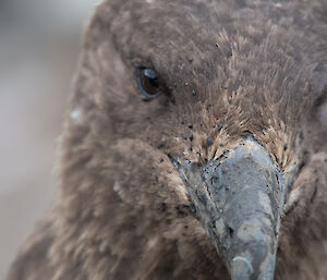 Close up of a skua’s head