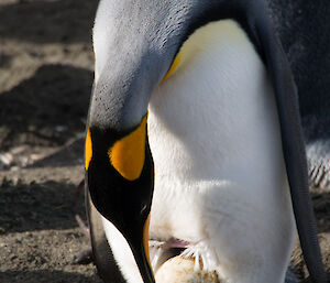 King penguin raising her belly showing the camera her egg
