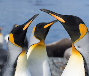 Close up of three king penguins heads and long necks