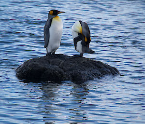 Two king penguins resting on an island bigger enough just for the two of them