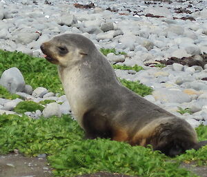 Close up of a young fur seal on the beach