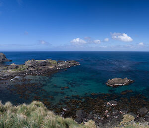 View of a subantarctic bay with lots of seals, Garden Cove