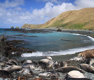 Sunny day at Buckles Bay with seals all over the beach