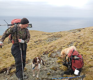 Hunter walking with his springer spaniel