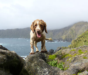 Springer Spaniel hunting dog on a rock with the coastline in the background