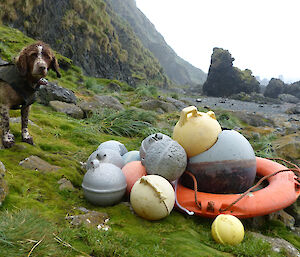 Dog next to numerous pieces of marine debris