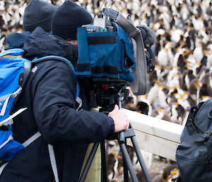Camerman shooting footage of penguins