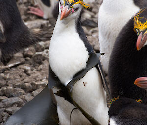 Royal penguin with kelp wrapped around it’s head