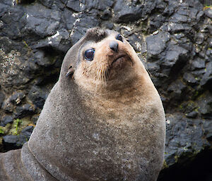 Close up of a NZ fur seal with what looks like a mohawk for hair