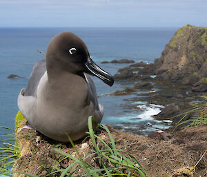 Close up photo of a large brown/grey albatross sitting on nest high on cliff