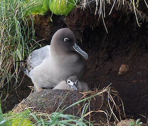 Close up of a large grey/brown albatross sitting on her chick
