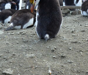 Royal penguin providing scat for collection