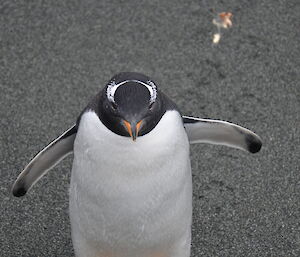 Close up photo of a gentoo penuin on theb each