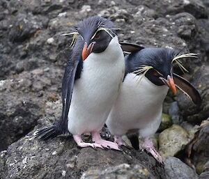 Two rockhopper penguins standing together on a rock