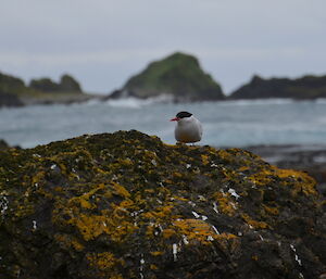Small white bird, Antarctic tern, with red beak and black head on rock