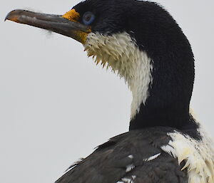 Close up of a bird black and white body with blue eyes