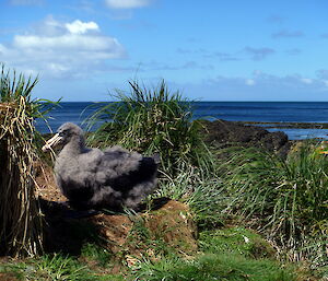 Large grey fluffy chick on a nest on the coast