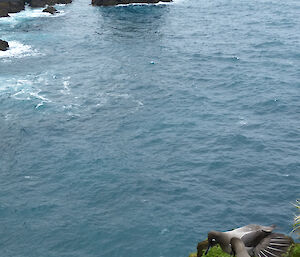 Aerial view of sooty albatross nesting high on a cliff