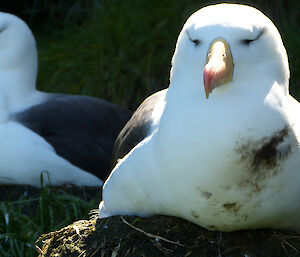 Close up of two wandering albatross on nests