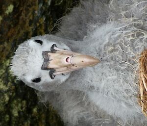 Close up of a large fluffy grey chick