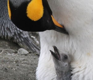 Close up of a king penguin looking down on her chick