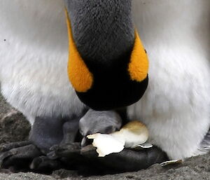 Close up of a chick coming out of its egg