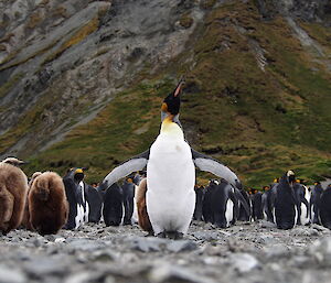 Close up of a king penguin in a colony having a shake