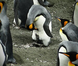 Six king penguins and one very proud parent looking down on her tiny chick