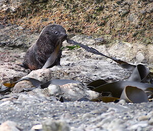 Small fur seal playing and tugging at kelp