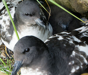 Close up of two black and white birds on a nest