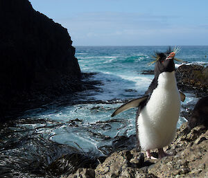 Rockhopper penguin standing on the waters edge