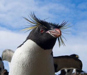 Close up of a rockhopper penguin’s face