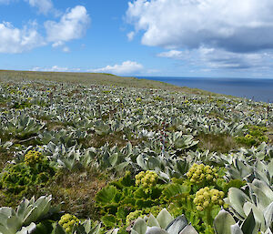 View with different types of low lying plants with ocean in background