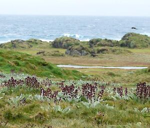 View across to the ocean, flat ground with green vegetation close up