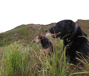 Two dogs in the foreground a grey/brown albatross sitting behind them