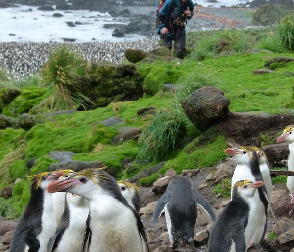 Expeditioner walking along the coast with Royal penguins in the foreground