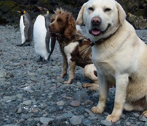 Sitting side by side two king penguins and two dogs