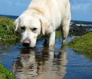 White labrador drinking from a puddle